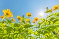 Yellow flowers for spring summer nature banner. Blue sky with sun rays Royalty Free Stock Photo