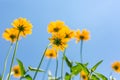 Yellow flowers for spring summer nature banner. Blue sky with sun rays Royalty Free Stock Photo