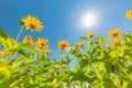 Yellow flowers for spring summer nature banner. Blue sky with sun rays Royalty Free Stock Photo