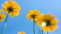 Yellow flowers for spring summer nature banner. Blue sky with sun rays Royalty Free Stock Photo