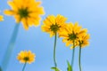 Yellow flowers for spring summer nature banner. Blue sky with sun rays Royalty Free Stock Photo