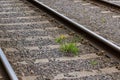 Yellow flowers sprouted through the embankment of the railway tracks Royalty Free Stock Photo