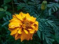 Yellow flowers in Sri lanka