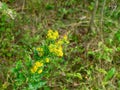 Yellow flowers of St. John`s wort in the forest Royalty Free Stock Photo