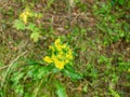 Yellow flowers of St. John`s wort in the forest Royalty Free Stock Photo