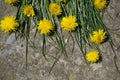 Yellow flowers on a stone background, yellow dandelions and grass.