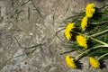 Yellow flowers on a stone background, yellow dandelions and grass.