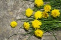 Yellow flowers on a stone background, yellow dandelions and grass on a stone background.