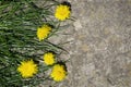 Yellow flowers on a stone background, yellow dandelions and grass.