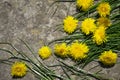 Yellow flowers on a stone background, yellow dandelions and grass.