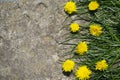 Yellow flowers on a stone background, yellow dandelions and grass.