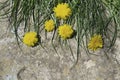 Yellow flowers on a stone background, yellow dandelions and grass.