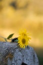 Yellow flowers on the stone with yelow background in sunset