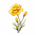 Yellow Carnation Watercolor On Whimsical White Background