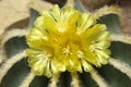 Yellow flowers of succulent plant Parodia magnifica Royalty Free Stock Photo