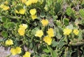 yellow flowers of succulent plants Royalty Free Stock Photo