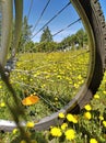 View of the spring meadow through the bike wheel