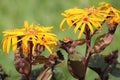 Yellow flowers of summer ragwort or leopardplant or Ligularia dentata