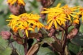 Yellow flowers of summer ragwort or leopardplant or Ligularia dentata