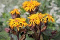 Yellow flowers of summer ragwort or leopardplant or Ligularia dentata