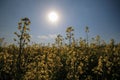 Yellow flowers in summertime