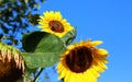 Yellow flowers of sunflower in bright Sunny weather against the blue sky Royalty Free Stock Photo