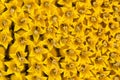 Yellow sunflower head carpet summer day Royalty Free Stock Photo