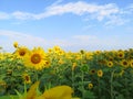 Yellow Flowers of sunflower.