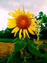 Yellow flowers, sunflowers blooming in the daytime