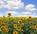 Yellow flowers sunflowers on field on background blue sky with white clouds Royalty Free Stock Photo
