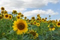 Yellow flowers sunflowers on field on background blue sky with white clouds Royalty Free Stock Photo