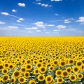 Yellow flowers sunflowers on field on blue cloudy sky background Royalty Free Stock Photo