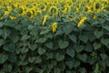 Yellow flowers of sunflowers with the green part of the stem and foliage in the field of sunflowers.