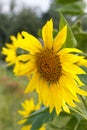 Yellow flowers or sunflowers grow in a field in a meadow in the sun in summer and spring Royalty Free Stock Photo