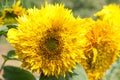 yellow flowers or sunflowers grow in a field in a meadow in the sun in summer and spring Royalty Free Stock Photo