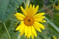 Yellow flowers or sunflowers grow in a field in a meadow in the sun in summer and spring Royalty Free Stock Photo