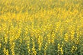 Yellow flowers of Sunn Hemp blooming in field. Royalty Free Stock Photo