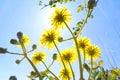 Yellow flowers on a sunny day