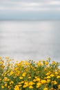 Yellow flowers at Sunset Cliffs Natural Park in Point Loma, San Diego, California Royalty Free Stock Photo