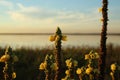 Yellow flowers at sunset