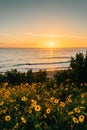 Yellow flowers and sunset over the Pacific Ocean at Salt Creek Beach in Dana Point, California Royalty Free Stock Photo