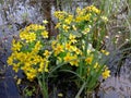 Yellow flowers in the swamp