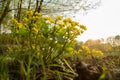 Yellow flowers in the swedish nature