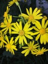 yellow flowers