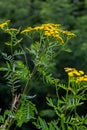 Yellow flowers of Tancy blooming in the summer. Tansy Tanacetum vulgare is a perennial, herbaceous flowering plant in the genus Royalty Free Stock Photo