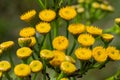 Yellow flowers of Tancy blooming in the summer. Tansy Tanacetum vulgare is a perennial, herbaceous flowering plant in the genus Royalty Free Stock Photo