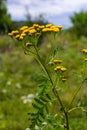 Yellow flowers of Tancy blooming in the summer. Tansy Tanacetum vulgare is a perennial, herbaceous flowering plant in the genus Royalty Free Stock Photo