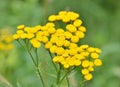 Yellow flowers tansy, macro