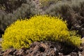Yellow flowers at Tenerife