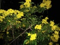 Yellow Flowers or Thong Urai Flower Royalty Free Stock Photo